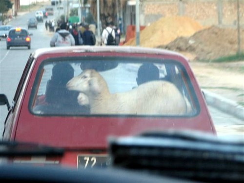 Unusual back seat passengers © Clare and Andrew Payne